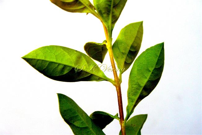  Leaves (Abaxial View)